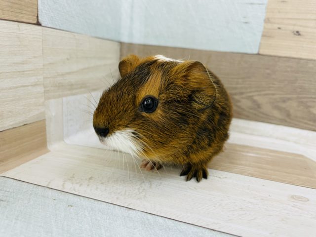 あのぉ…可愛すぎます♥イングリッシュモルモットさん！