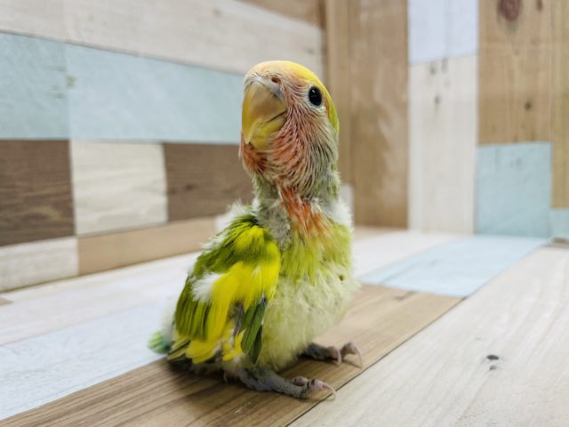 ベタ馴れの予感！？コザクラインコのヒナのタイガーチェリーカラー！