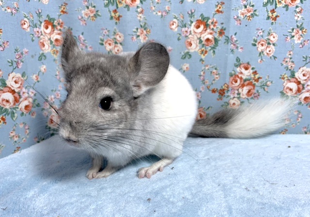 チンチラ  パイド  男の子  10月5日