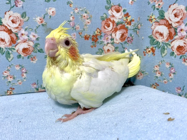 オカメインコ　ルチノー　１０月２日