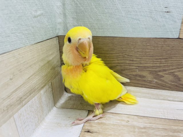 目を引く鮮やかさ★コザクラインコヒナ(ルチノーオパーリン)