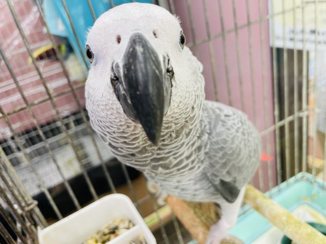 なでなで待ち……甘えんボーイのヨウムくん☆