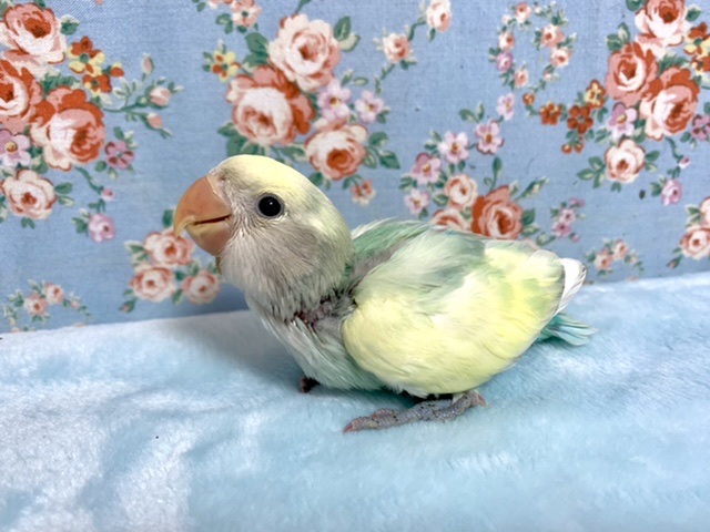 コザクラインコ オパーリンブルーチェリーパイド 10/26