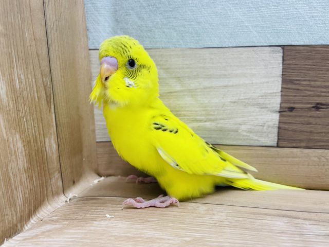 人気なインコさん！セキセイインコのヒナのハルクインカラー！