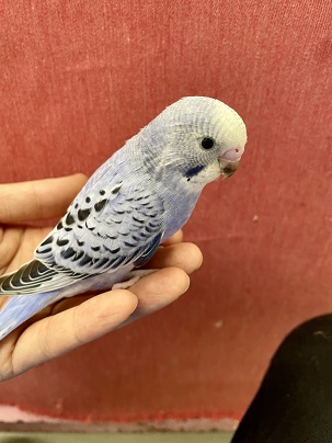 バイオレット系のカラーです　10/１追記