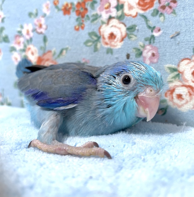 マメルリハ　ブルー　男の子　１０月２日