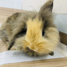 隠れ食いしん坊！？ロップイヤー(トーティー)