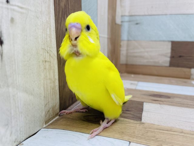 人気なインコさん！セキセイインコのヒナのハルクインカラー！