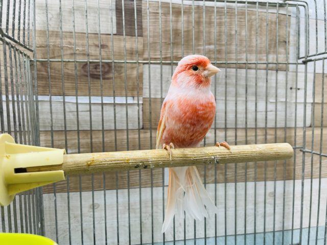 赤カナリア　ユウフクの男の子です！