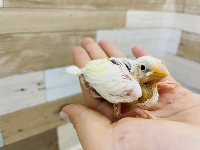人気の白文鳥ヒナさん来ました★