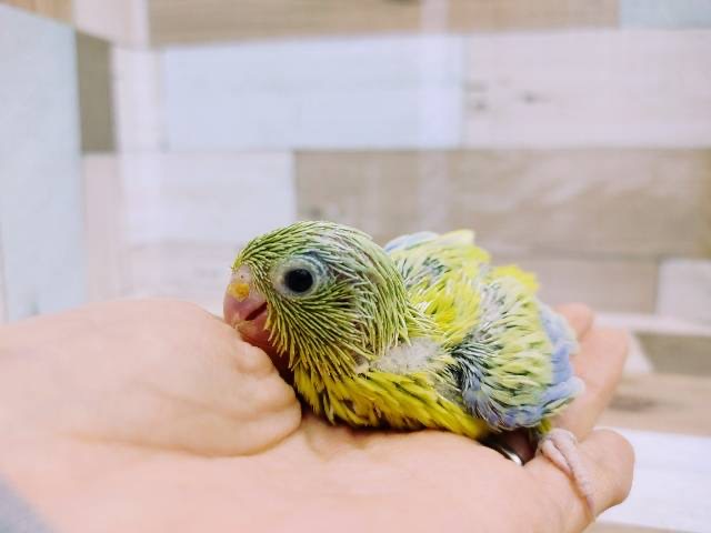 ちっちゃな天使♡マメルリハヒナ(アメリカンイエロー)