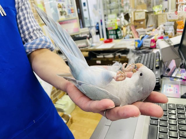 にぎころ練習中☆淡い色に見惚れる♥️オキナインコ(ブルーシナモン)