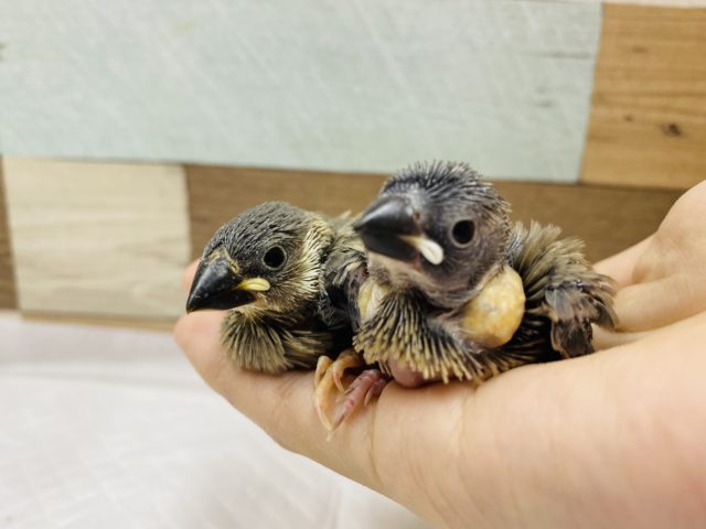 人気の桜文鳥やってきました〜