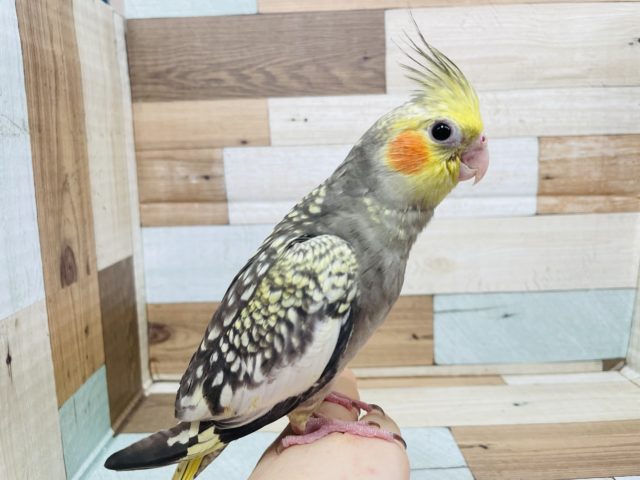 羽が綺麗に生えそろいました！！パール　オカメインコーーー