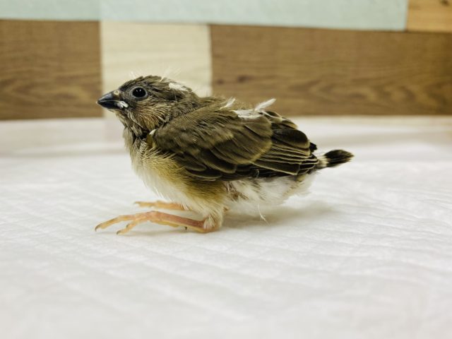 あほ毛が可愛い♡キンカ鳥　ノーマル