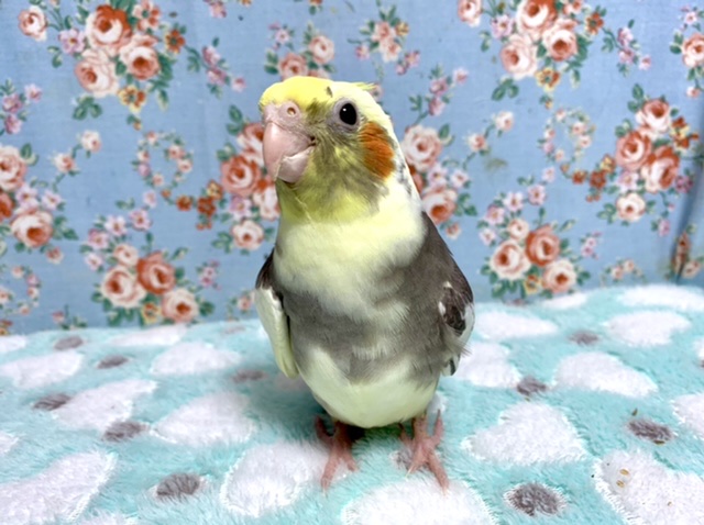 手乗りオカメインコ　パイド　10月12日