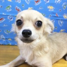 チワワ（フォーン）男の子　２０２１年４月２１日生まれ　入舎！！