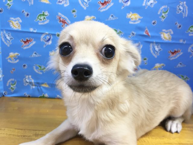 チワワ（フォーン）男の子　２０２１年４月２１日生まれ　入舎！！