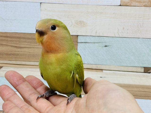 ちょっと珍しいですねっ♪　コザクラインコ　スパングル～～