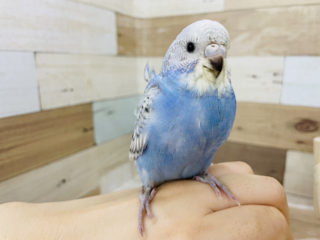 ドヤ顔★ちょいと羽衣セキセイインコヒナ(スパングル)