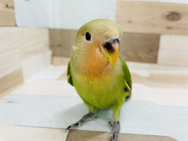 超ホヤホヤ最新画像☆首元でリラックス♡小桜インコ(ノーマル)