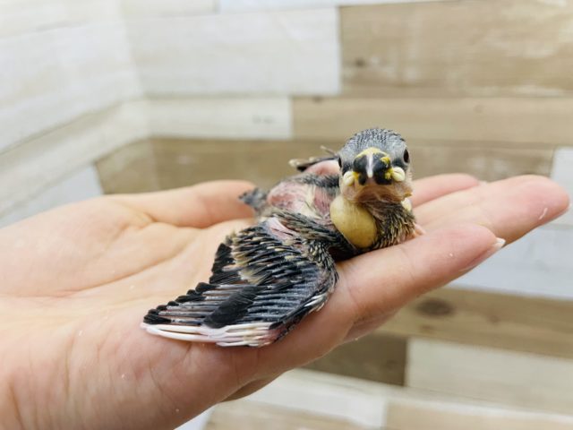 人気の桜文鳥ヒナさん来ました♪