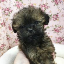 トイプードル✖️シーズー　女の子　2021年8月15日生まれ　入舎！！