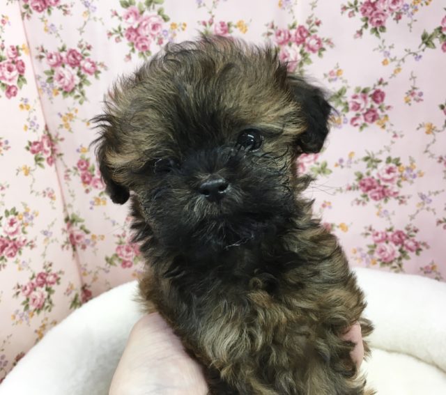 トイプードル✖️シーズー　女の子　2021年8月15日生まれ　入舎！！