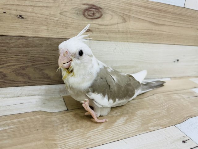ビビりの赤ちゃん♡オカメインコヒナ(ホワイトフェイスシナモンパイド)