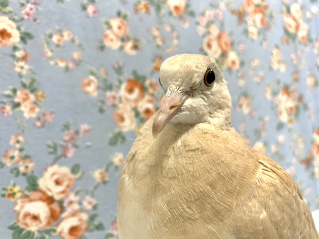 ジュズカケバト  10/30