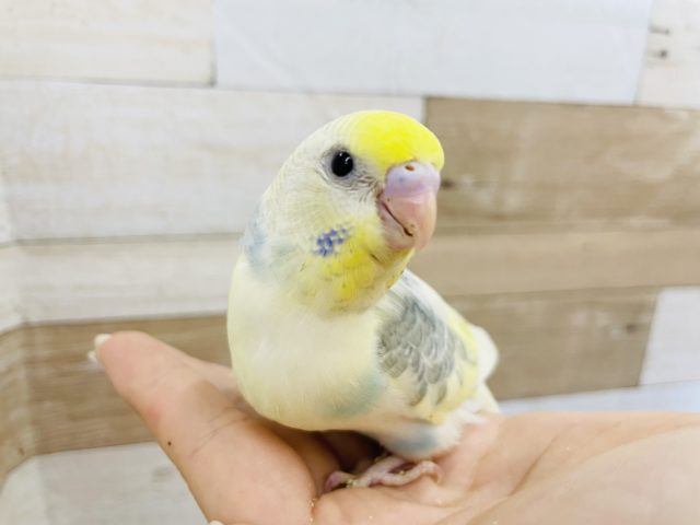 超ホヤホヤ最新画像☆キレイな柄です！セキセイインコのパステルレインボーパイドさん♥️