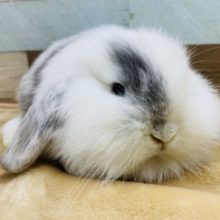 もふっもふ♪ロップイヤーラビット男の子！