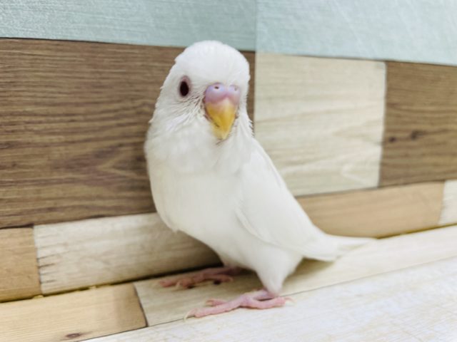 キレイな真っ白です！セキセイインコのヒナのアルビノカラー！
