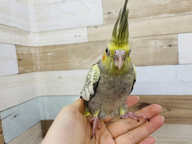超ホヤホヤ最新画像♪食べるの大好き♥オカメインコヒナ(パール)