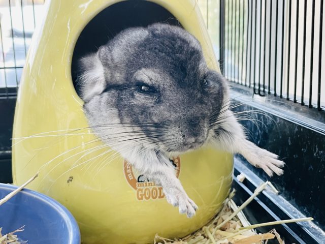 寝方が大クセ！？牧草おやつ大好き！チンチラ(女の子)入荷しました～♥️