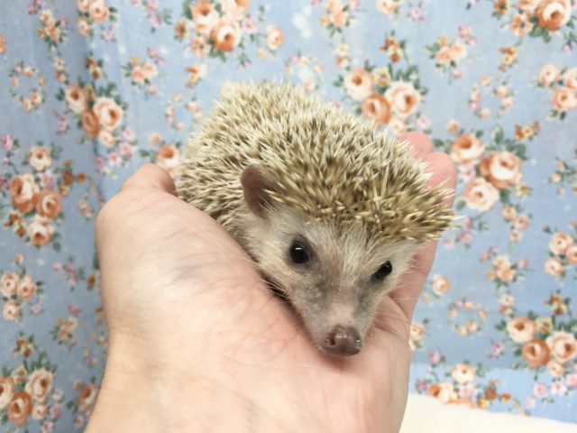 ハリネズミ(シナモン) 女の子　2021年8月生まれ