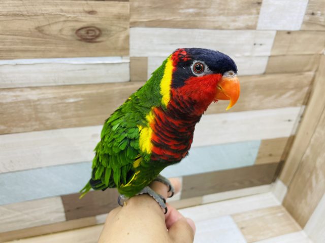 おしゃべり大好き！ズグロゴシキセイガイインコ