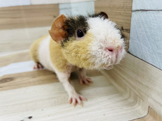 超ホヤホヤ最新画像☆皆さん…豚ではありません♡スキニーギニアピッグ(ウェアウルフ)