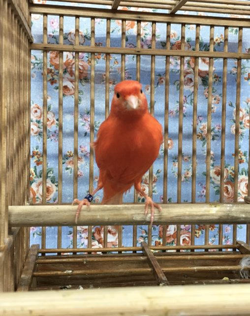 赤カナリア(ムフク)男の子　2021年4月生まれ