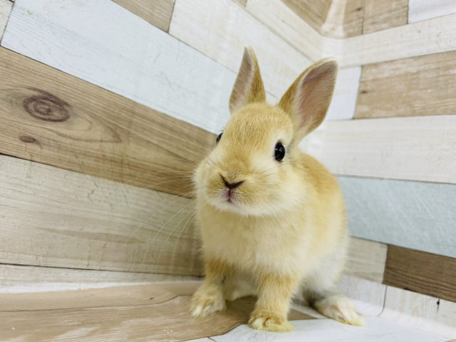 オレンジに見せかけて…？？ネザーランドドワーフ(トーティ)