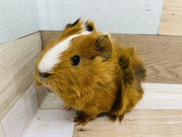 胸キュン要注意♥️巻き毛モルモットさん！