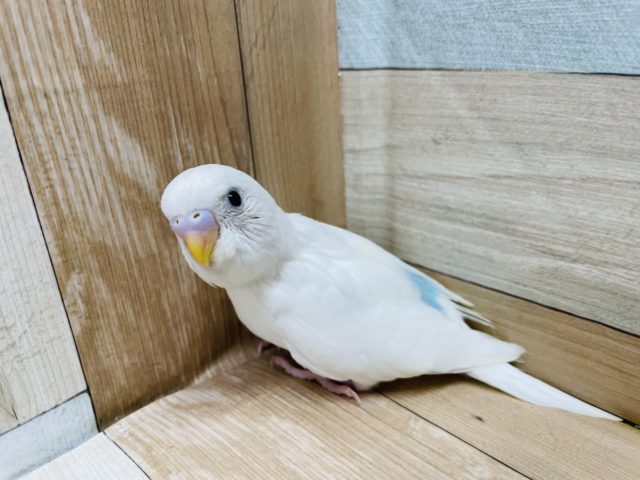 人気なインコさん！セキセイインコのヒナのダブルファクターカラー！