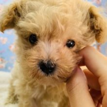 モコモコのぬいぐるみ?!ミックス犬(マルプー)くん☆