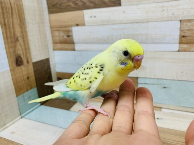 かなり個性的なカラーをしています！　セキセイインコ　クリームハルクイン