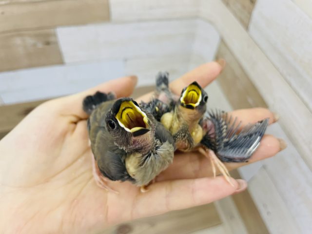 お待ちの方が多いです★桜文鳥ヒナ！