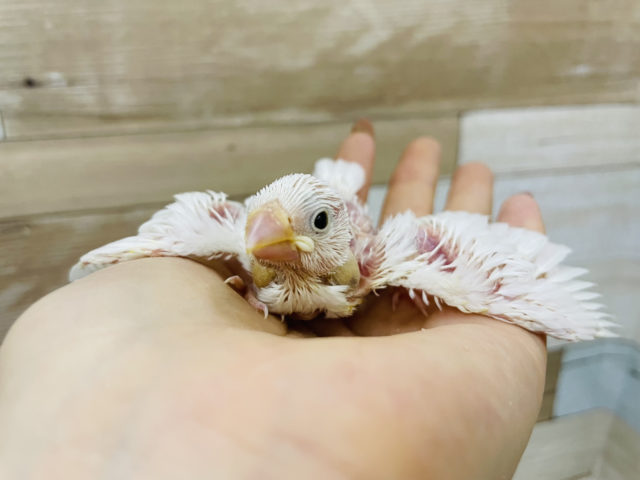 お待たせいたしました〜！白文鳥ヒナ♪