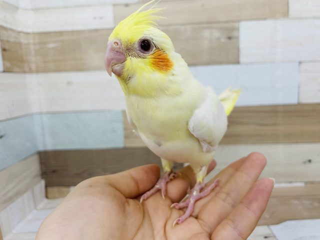ほっぺが可愛すぎる♥オカメインコヒナ(ルチノー)
