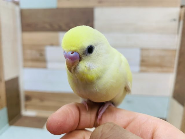 手に乗ってきてくれます！セキセイインコ(クリーム)さん♪