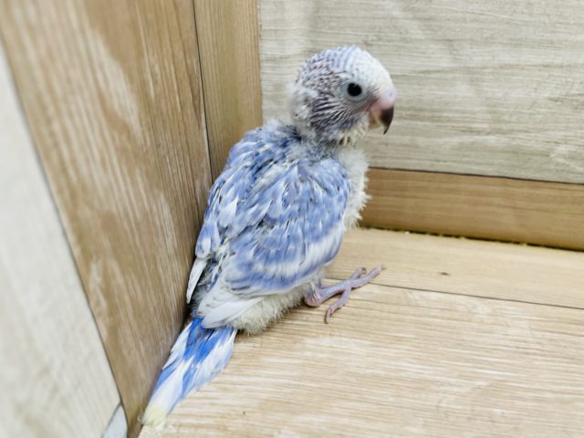 人気なインコさん！セキセイインコのヒナのライラックカラー！