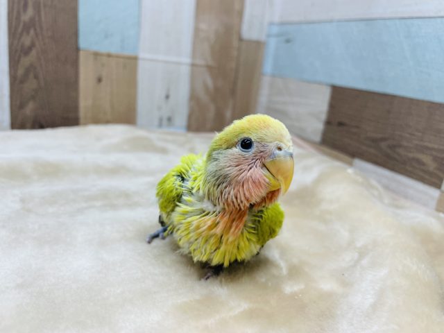 優しい雰囲気のインコさん！コザクラインコのヒナのアメリカンシナモンオパーリンカラー！